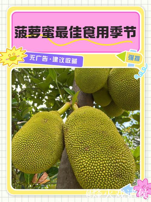 在线看菠萝蜜视频:无限畅享精彩内容 在线看菠萝蜜视频:无限畅享精彩内容